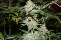 Imagen de Alex161072 (Super Lemon Haze)