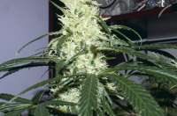 Imagen de Alex161072 (Super Lemon Haze)