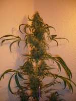 Imagen de merlin (Super Lemon Haze)