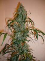 Imagen de merlin (Super Lemon Haze)