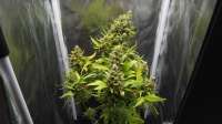 Green House Seeds Super Lemon Haze Automatic - foto de dreembomber