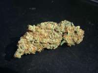 Imagen de ibtheman (Super Silver Haze)