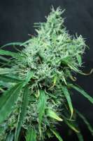 Imagen de sunni (Super Silver Haze)