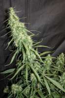 Imagen de sunni (Super Silver Haze)