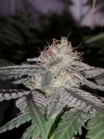 Green House Seeds Sweet Valley Kush - foto de greenlyfe