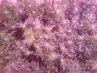 Green House Seeds White Rhino - foto de plaanten