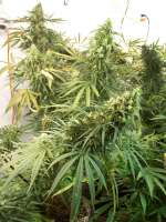 Green Mountain Seeds Mountain Gold - foto de tropics