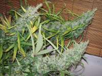 Imagen de tropics (Pineapple Banana Bud)