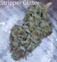 Green Wolf Genetics Stripper Glitter - foto de ripster420
