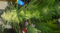 Greenpoint Seeds California Cannon - foto de SmokinBuD