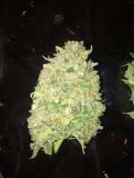 Greenpoint Seeds Star Dawg - foto de PharmTeam