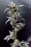 Grow Today Genetics HYTZ - foto de RDotcultivation