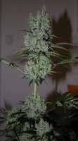 Imagen de Mephisto66689 (Gorilla Cookies)