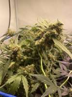 Growers Choice Tropical Cookies - foto de AmphibiousMan