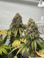 Imagen de SamanB (White Fire OG)