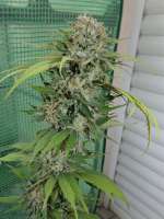 Growers Choice White Fire OG - foto de hemp47