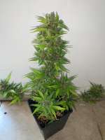 HLW Seedbank - Hemp Like Weed Purple Crunch Auto CBD - foto de Gggrower24k