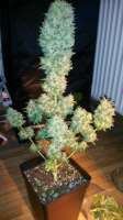 Imagen de weedlover85 (Amnesia)