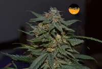 Hang On! Genetics Rocket Berry - foto de HangOnGenetics