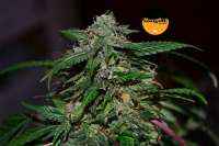 Hang On! Genetics Rocket Berry - foto de HangOnGenetics