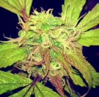 Imagen de HashHandsCo (Purple Indica)