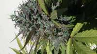 Hazeman Seeds P.O.W. - foto de Basick