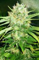 Hazeman Seeds Strawberry Cough - foto de Ticfusama