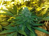 Heavyweight Seeds Green Ninja - foto de FarmerWhiskers