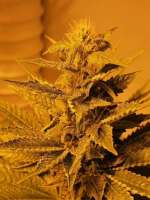 Helvetic Seeds Sunset Sherbert - foto de Botaniker420