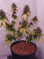 HereWeGrowSeedCO Tropicorn Porn - foto de DabMarino