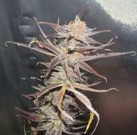 Imagen de hiddengardengenetics (Marra Kush)