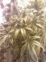 High Quality Seeds Afghani Hindu Kush - foto de Beatnick