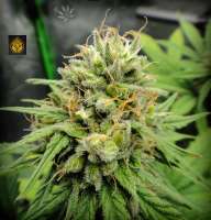 HillBilly Herb Grower Cherry Wine CBD - foto de HillBillyHerb