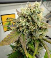 HillBilly Herb Grower Gorilla Poison - foto de HillBillyHerb