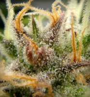 HillBilly Herb Grower PG Dreams - foto de HillBillyHerb