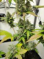 Imagen de HillBillyHerb (Zams Poison)