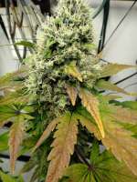 Imagen de HillBillyHerb (Zams Poison)