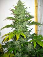 Homegrown Fantaseeds K2 - foto de Bltentte