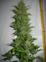 Homegrown Fantaseeds K2 - foto de Bltentte