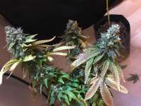 Homegrown Fantaseeds TOP44 - foto de DiamondGirl