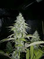 Imagen de Anonym (Super Sour Skunk)