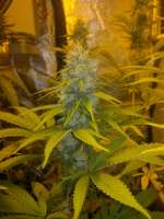 Imagen de Anonym (Super Sour Skunk)