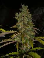 Imagen de Anonym (Super Sour Skunk)