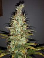 Howe Farms Fall Haze - foto de HoweFarms