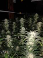 CSI Humboldt Durban Poison - foto de Chubbs