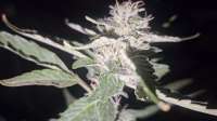 Humboldt Seed Company Fortune Cookie - foto de KillroysCharm