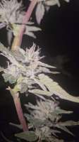 Humboldt Seed Company Fortune Cookie - foto de KillroysCharm