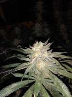 Humboldt Seed Company Hi-Biscus - foto de Chubbs