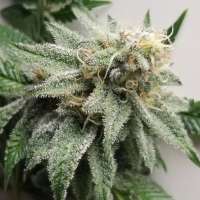 Humboldt Seed Company Jelly Rancher - foto de HerbalKint