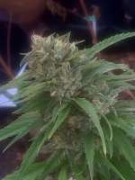 Humboldt Seed Company Old Growth OG - foto de biglug